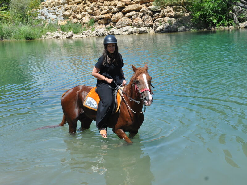 Alanya At Binme